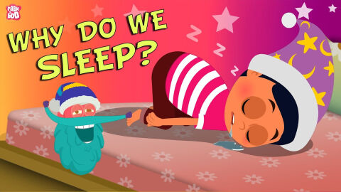 Why do we sleep?