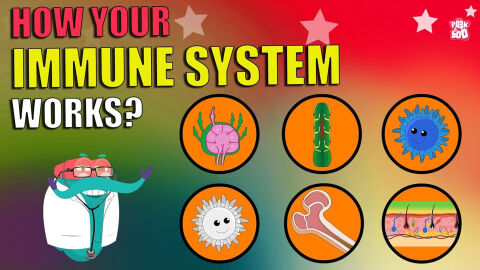 How does your immune system work