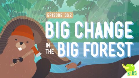 Big Changes in the Big Forest