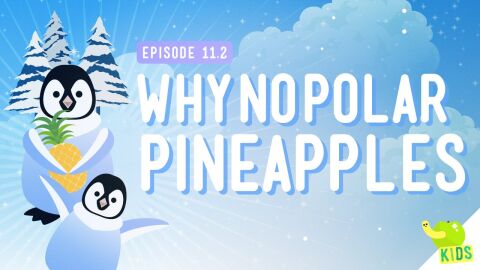 Why No Polar Pineapples