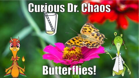 Butterflies
