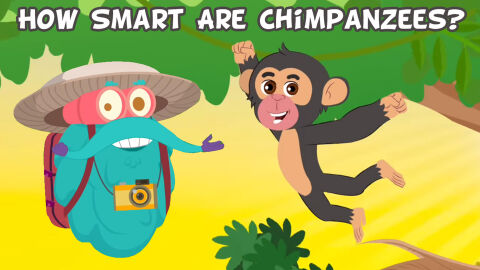 How smart are chimpanzees