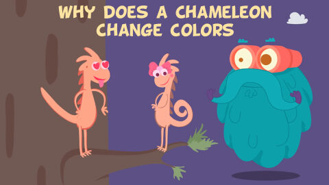 Why does a chameleon change colors
