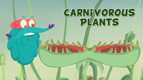 Carnivorous plants