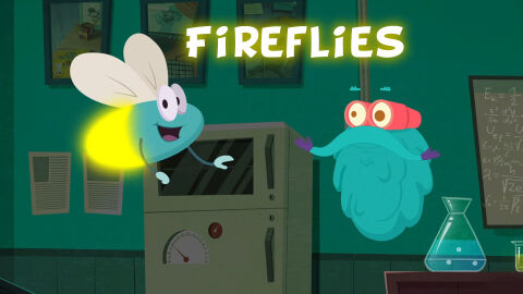 Why do fireflies glow