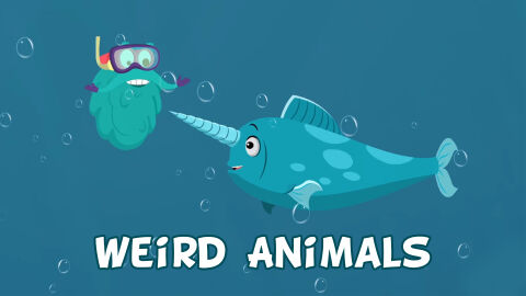 Weird types of animals