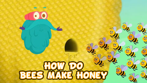 How do bees make honey