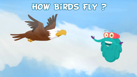 How birds fly