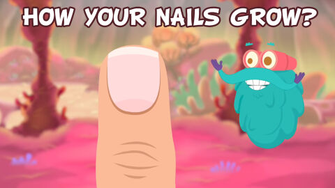 How do your nails grow