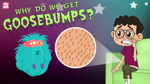 Why do we get goosebumps